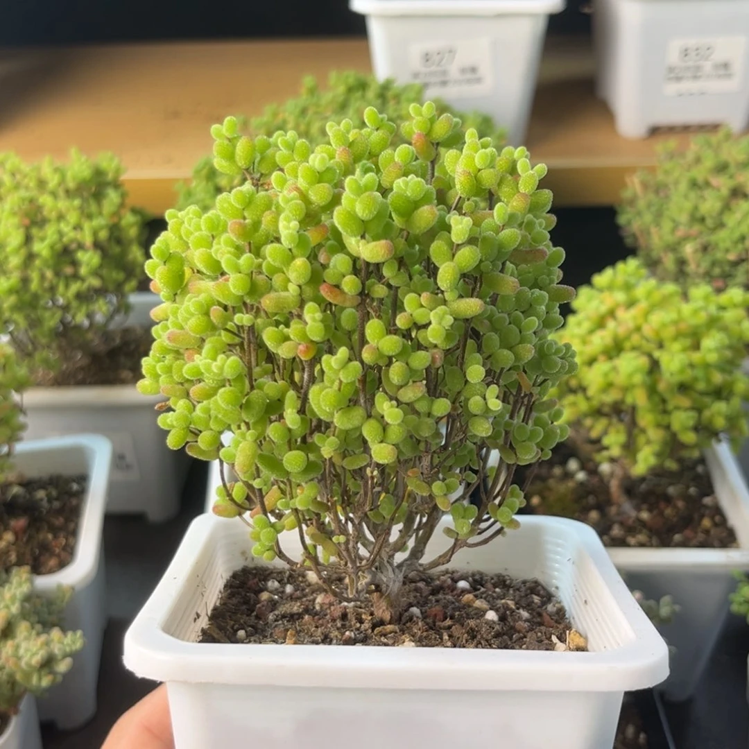 921老桩金桔福利。