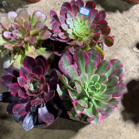 937多肉植物组合