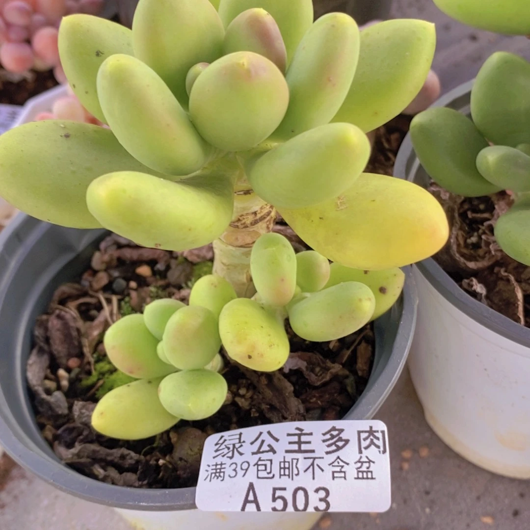 芒果树503多肉植物