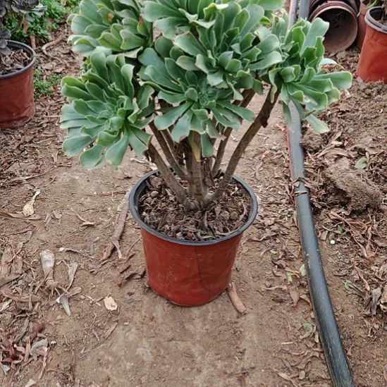 原始绿加急发货41