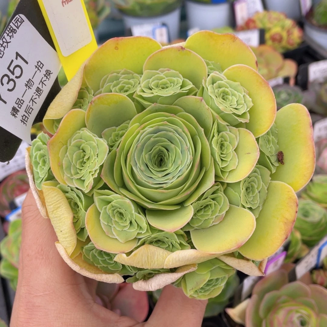 金缇福利351一物一拍