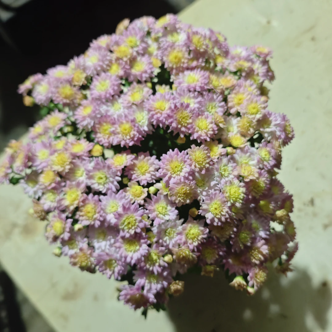 【球菊】盆栽耐热耐寒多色