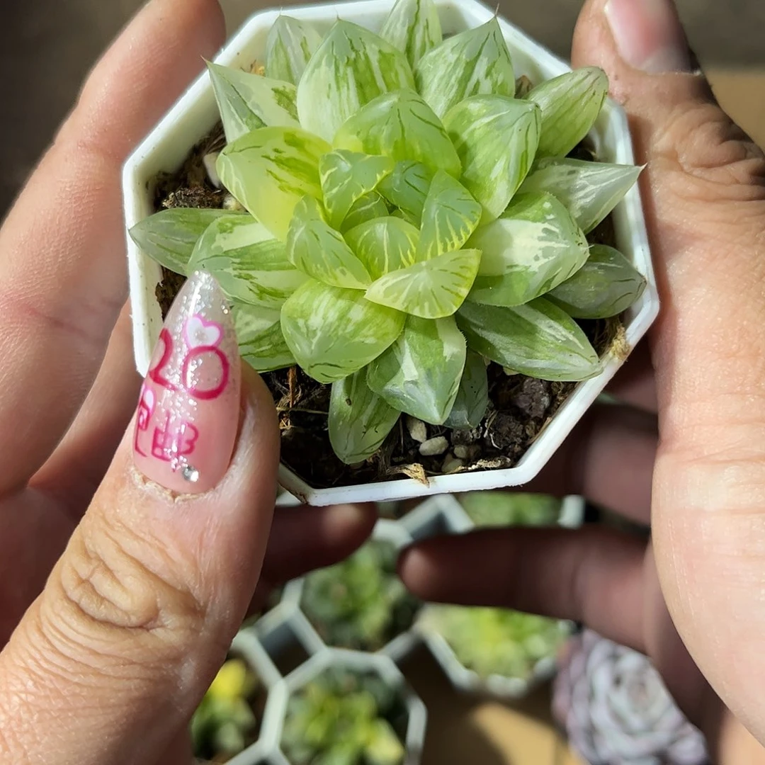 C****26069一物一拍单头发货