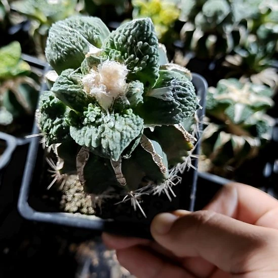 草球苗接怒涛牡丹