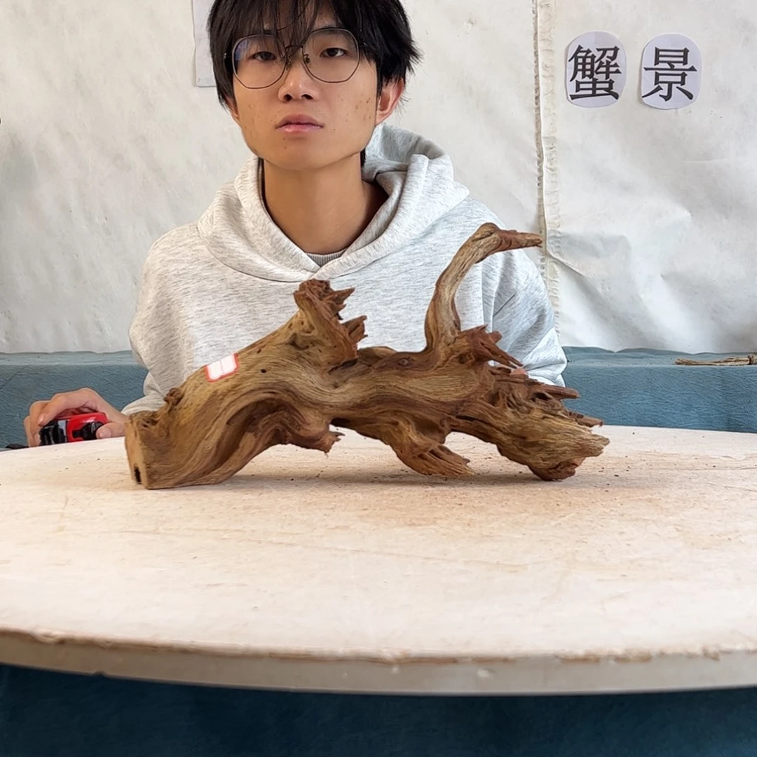 沉木造景爬宠造景