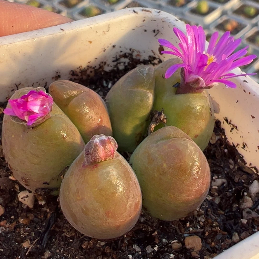 粉枣玲玉群多肉植物