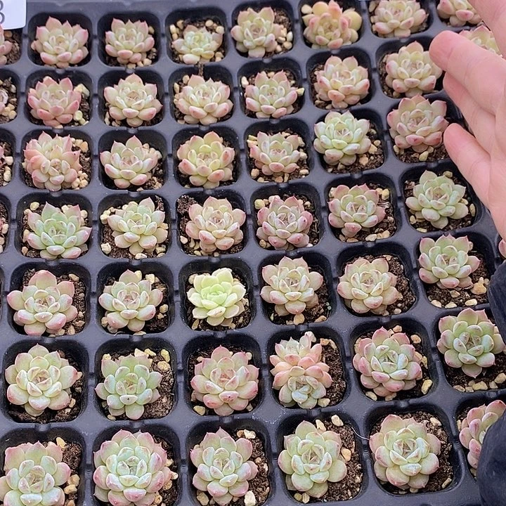 24 多肉植物盆栽花卉