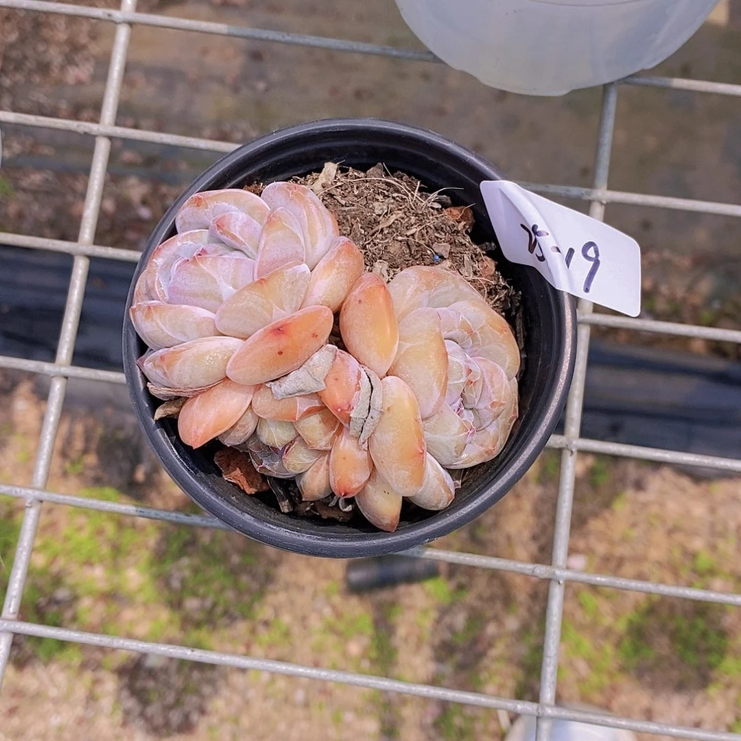 25-19- 一物一拍 短胖石榴籽星影群一颗