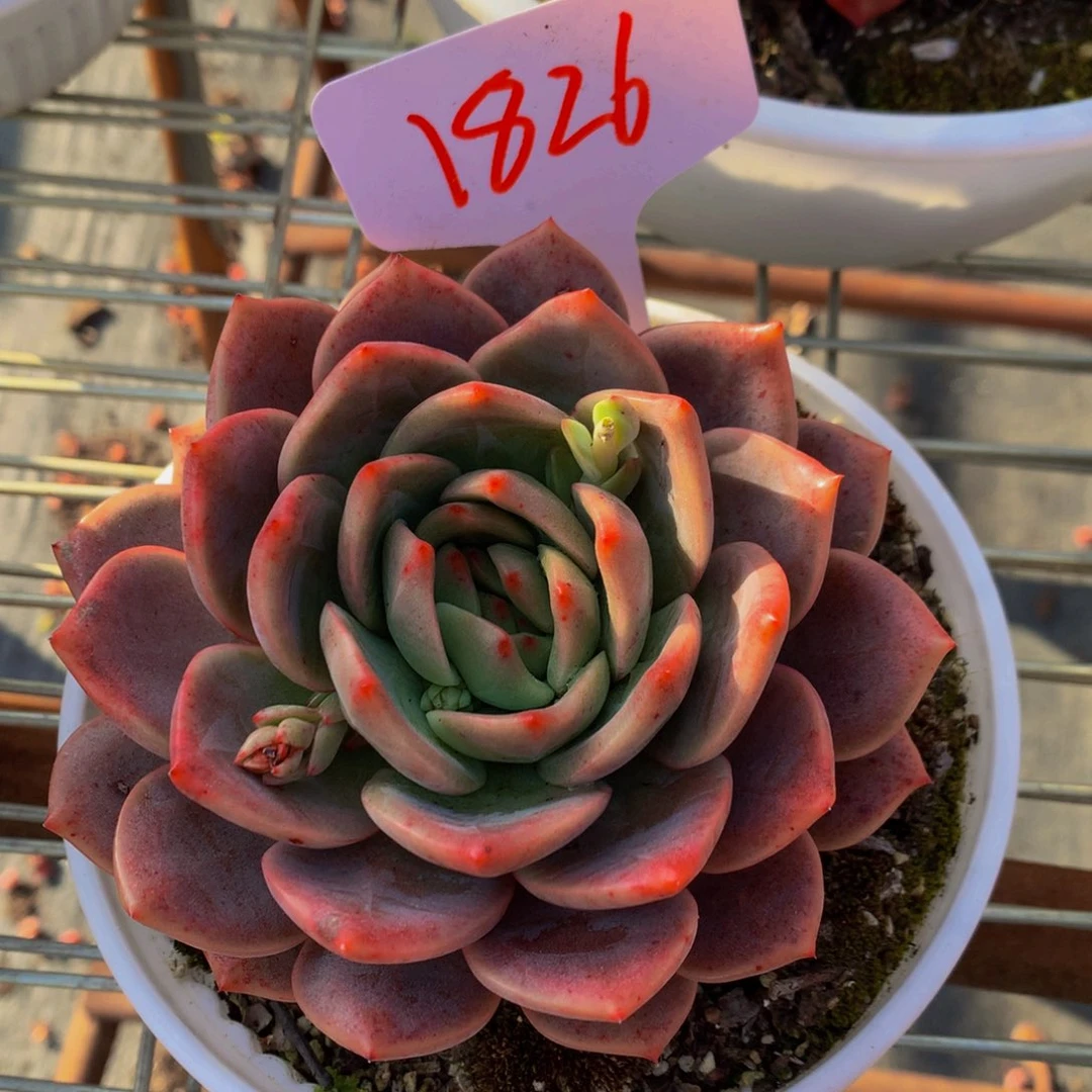 一物一拍1826-5-10
