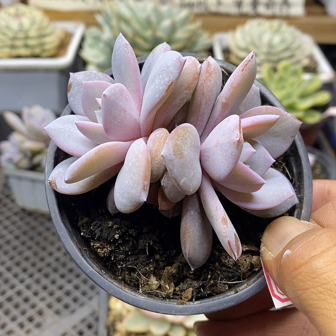 1125 状态奶茶双头