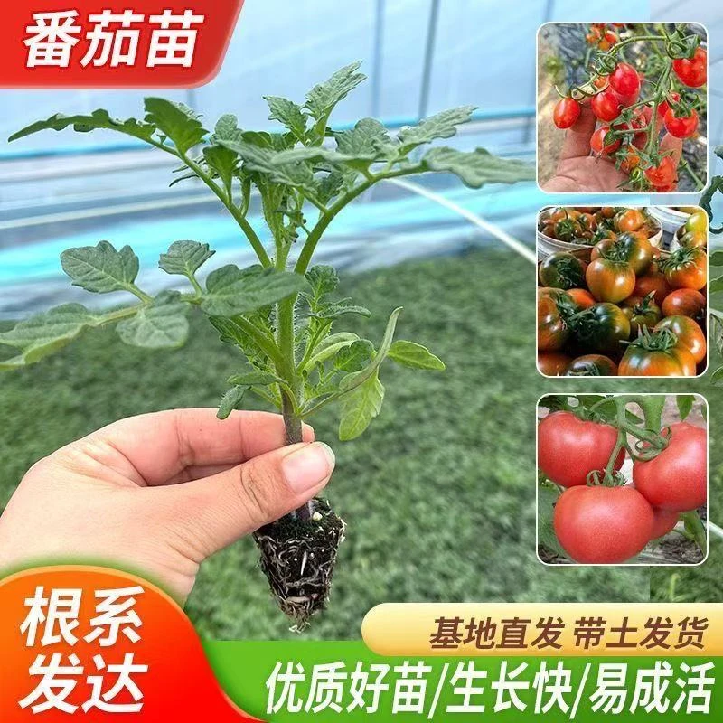番茄苗大粉沙瓤番茄苗大红番茄苗口感番茄苗圣女果黑珍珠带土盆栽