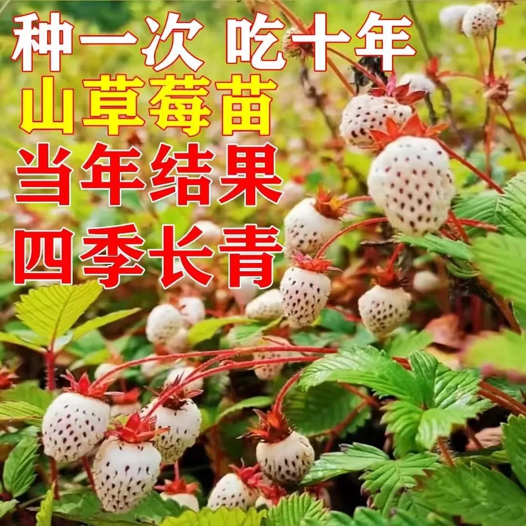 贵州野生白草莓白泡儿黄毛草莓白浆果地泡野果白色野草莓嫁接草莓