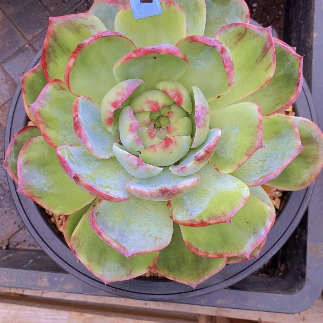 ****光福利惊鸿花脸12