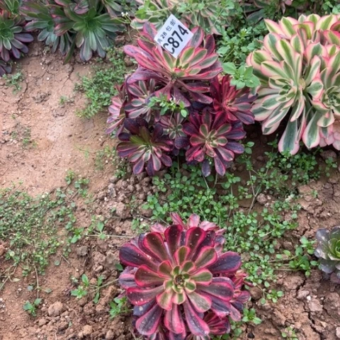 874香香不包断枝