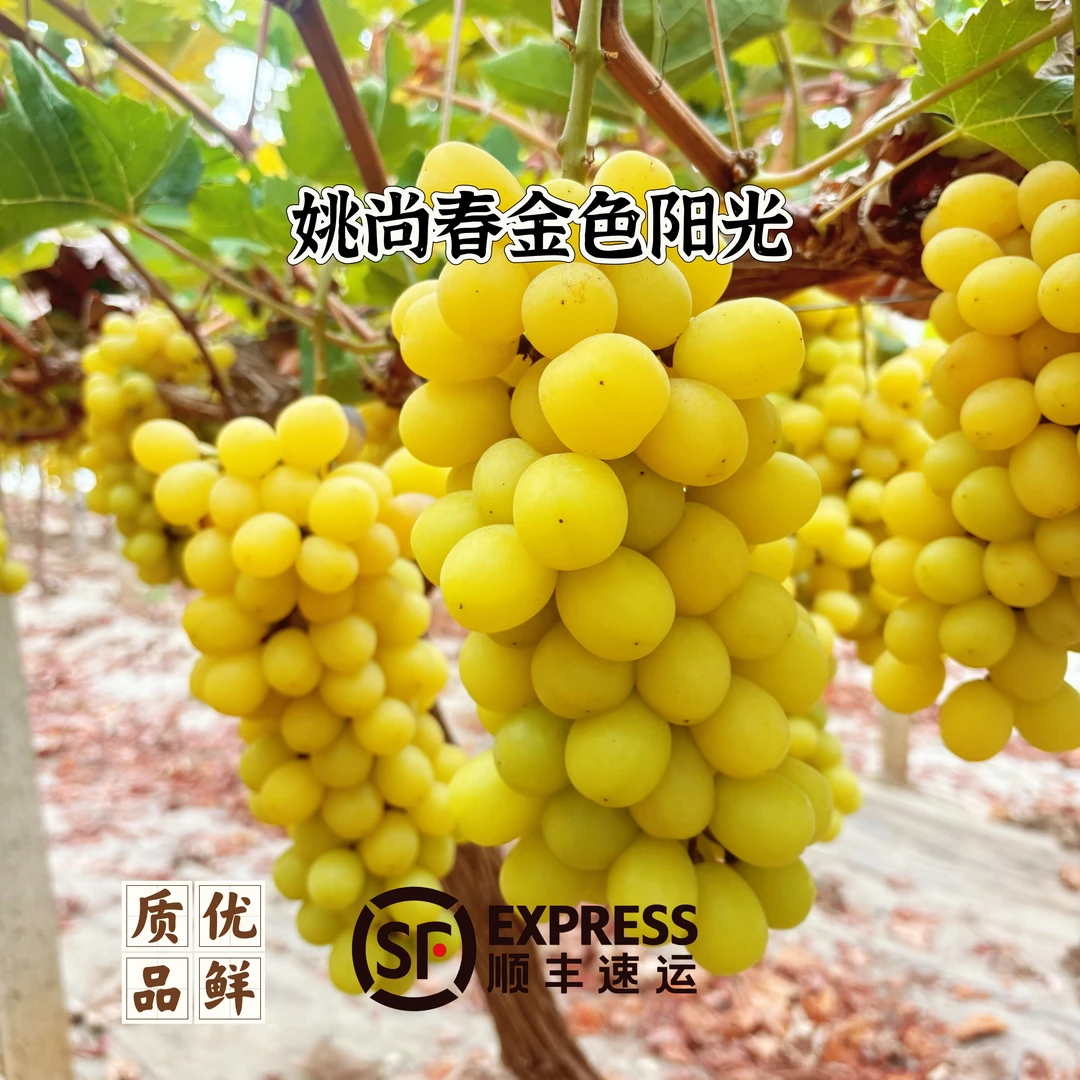 [金色阳光]江北姚尚春有机阳光玫瑰葡萄高品质绿色食品安徽省