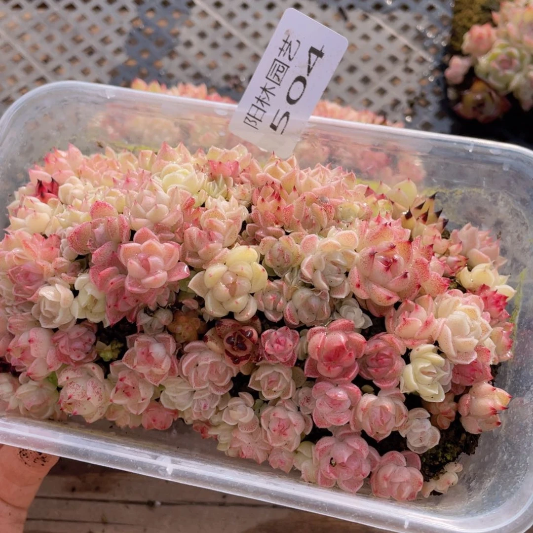 多肉植物多肉植物504