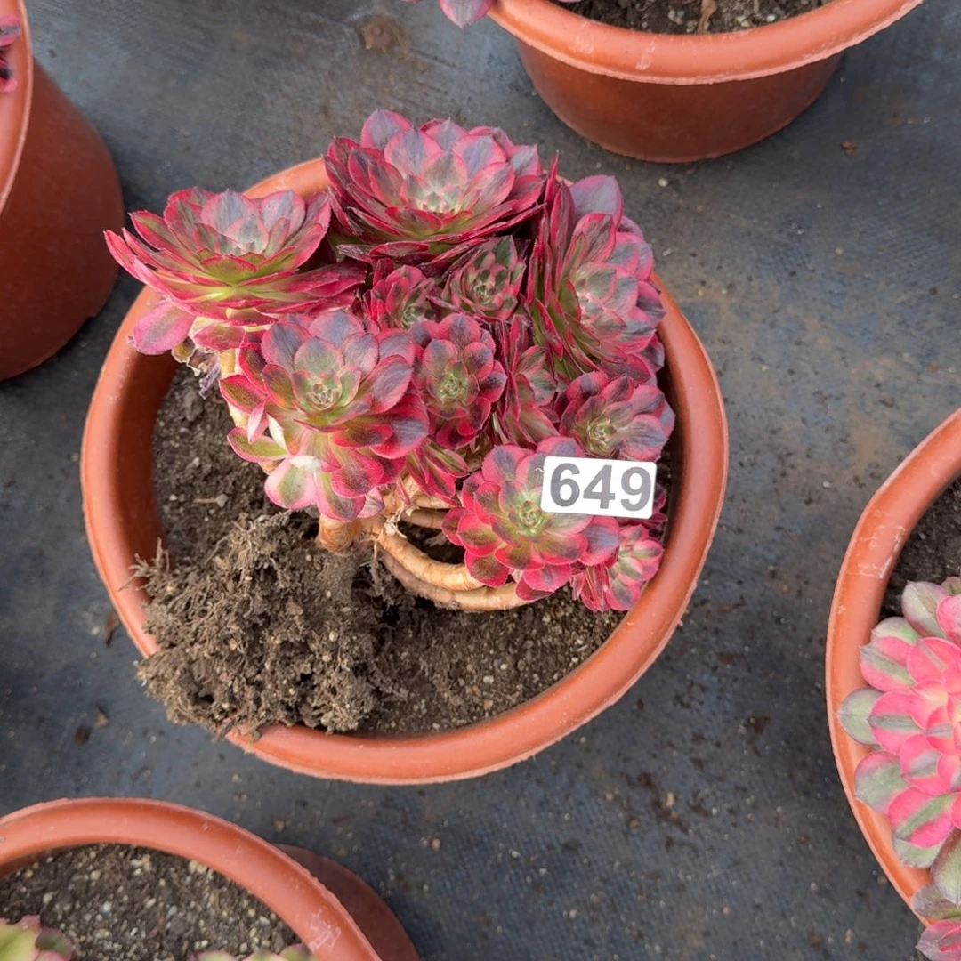 649多肉植物赤子心有断枝特价