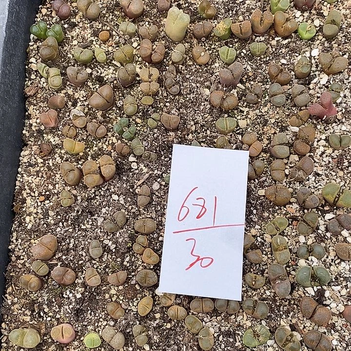 681清框福利。