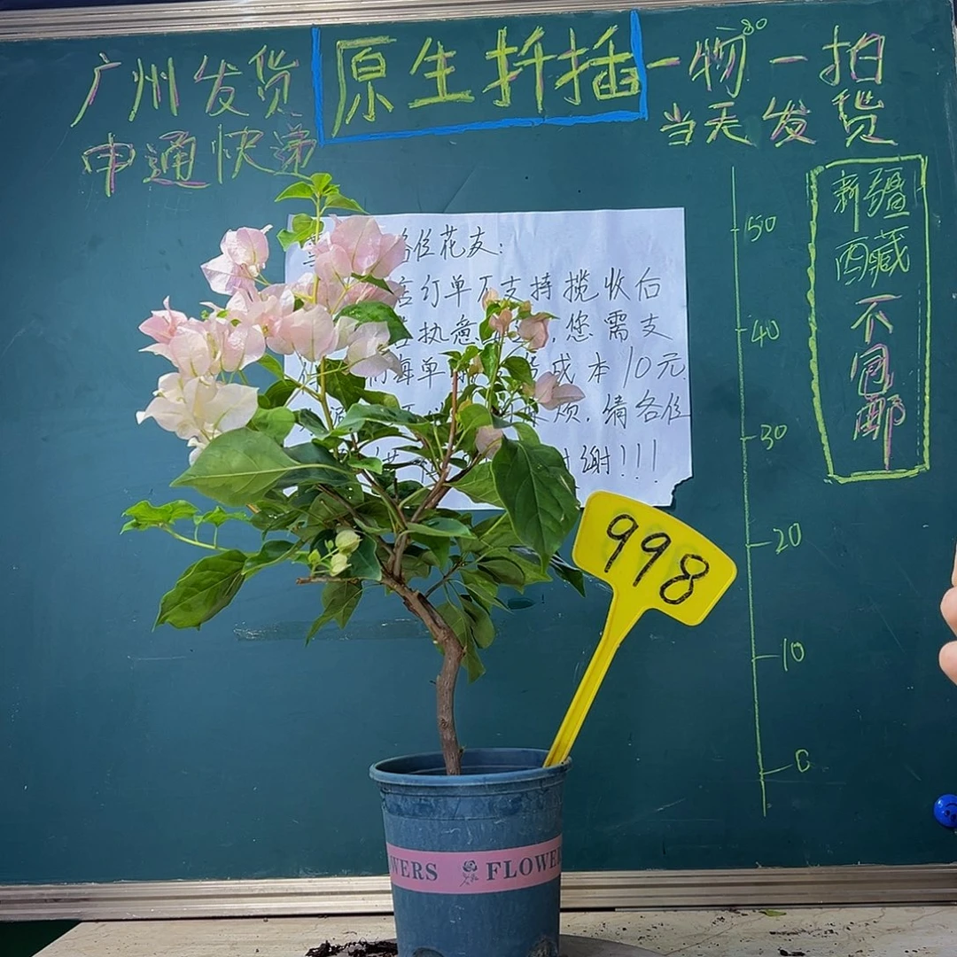 当前无花栽培后可以开花 造型杆 暗斑丽人 998