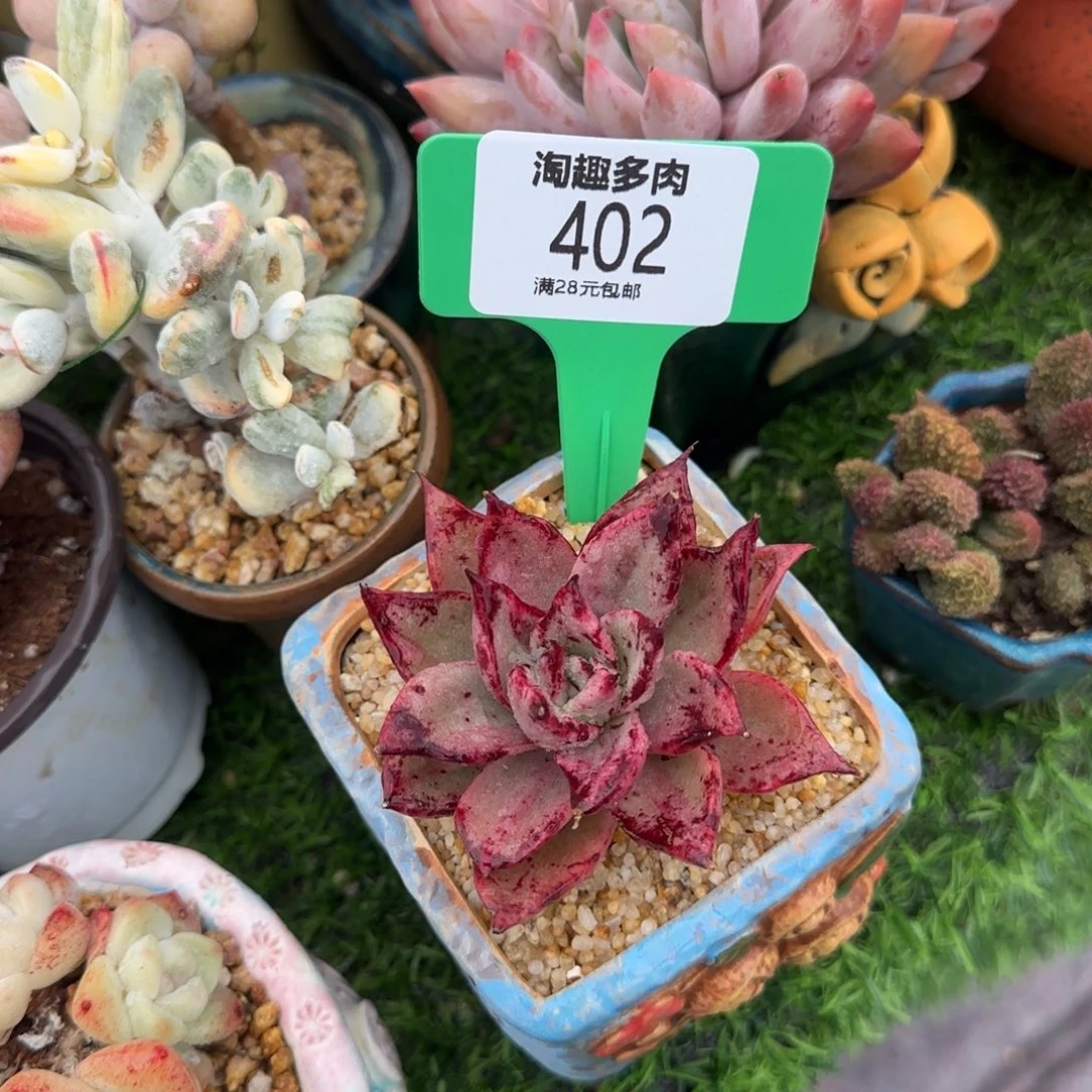 红**儿多肉植物狮子王杂见丝带