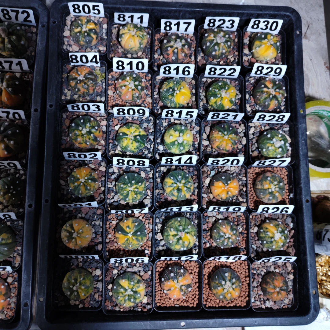 实生兜锦3到4厘米左右一物一拍非偏远地区满20包邮，以直播间为准。