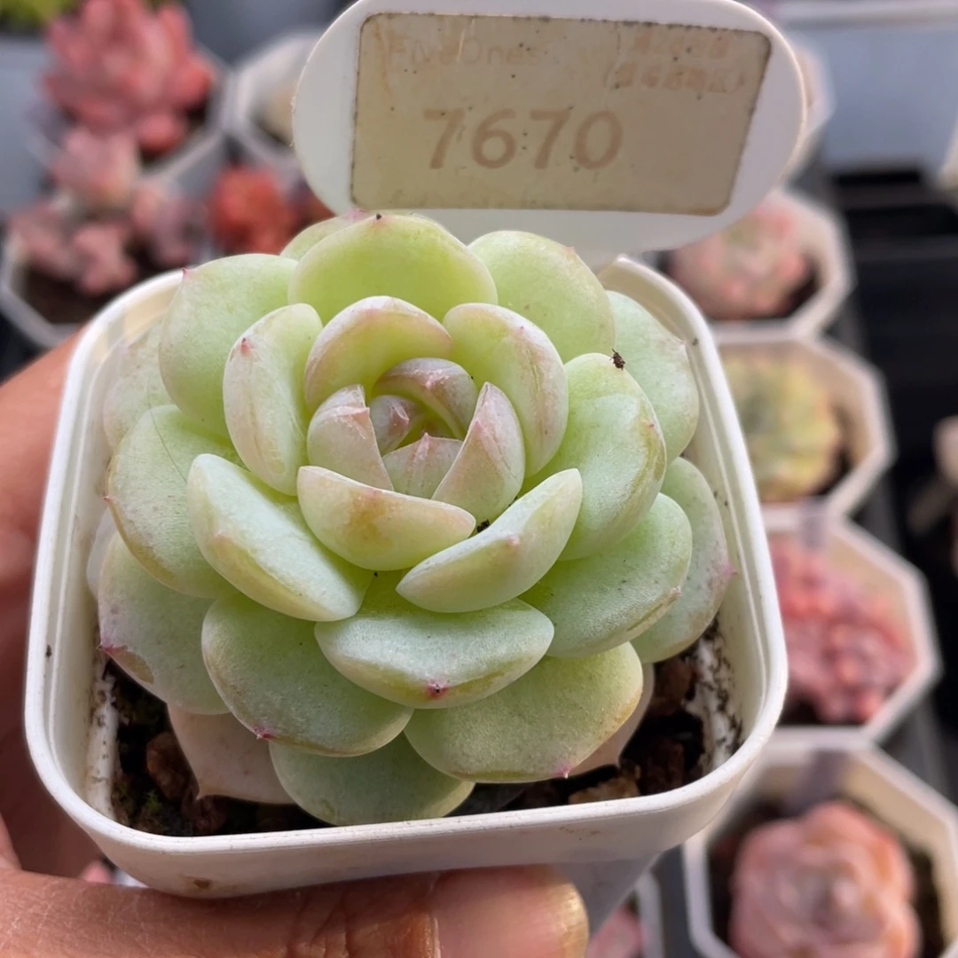 编号系列7670-5.5厘米