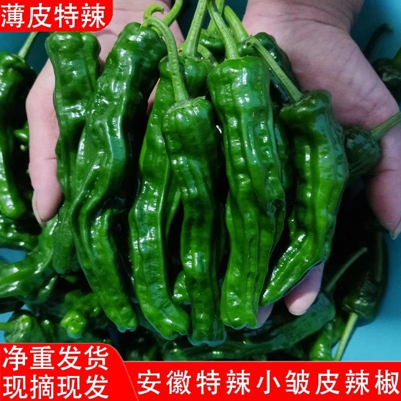 农家蔬菜新鲜现摘青辣椒小皱皮辣椒薄皮特辣土辣椒超辣螺丝椒炒鸡