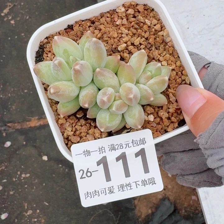 松果美人无盆土发货多