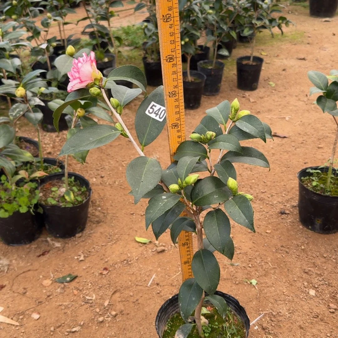 少量花朵（建议范围：2朵-5朵 或40%以下）540酒中花