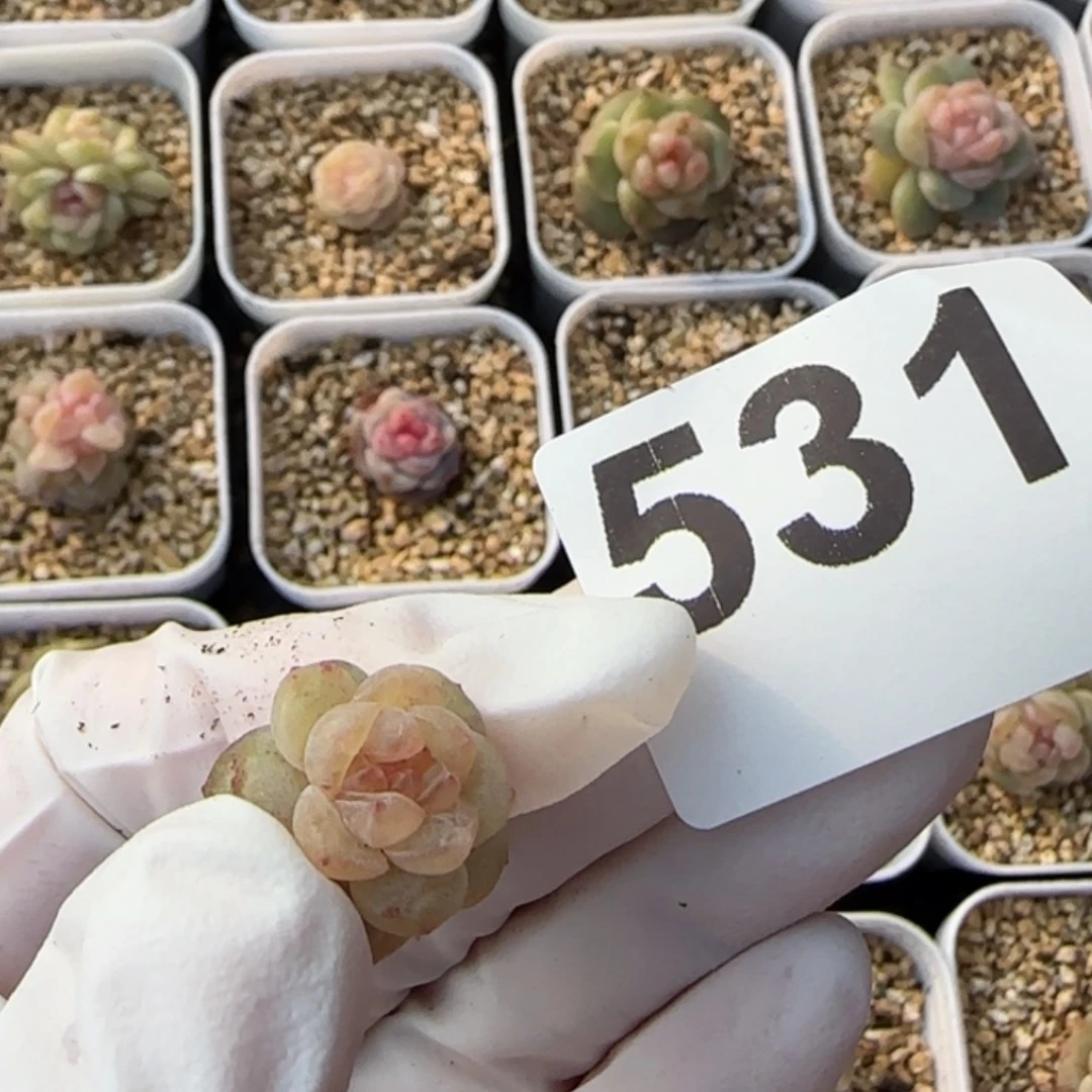 白***空531号王者系列多肉一盒