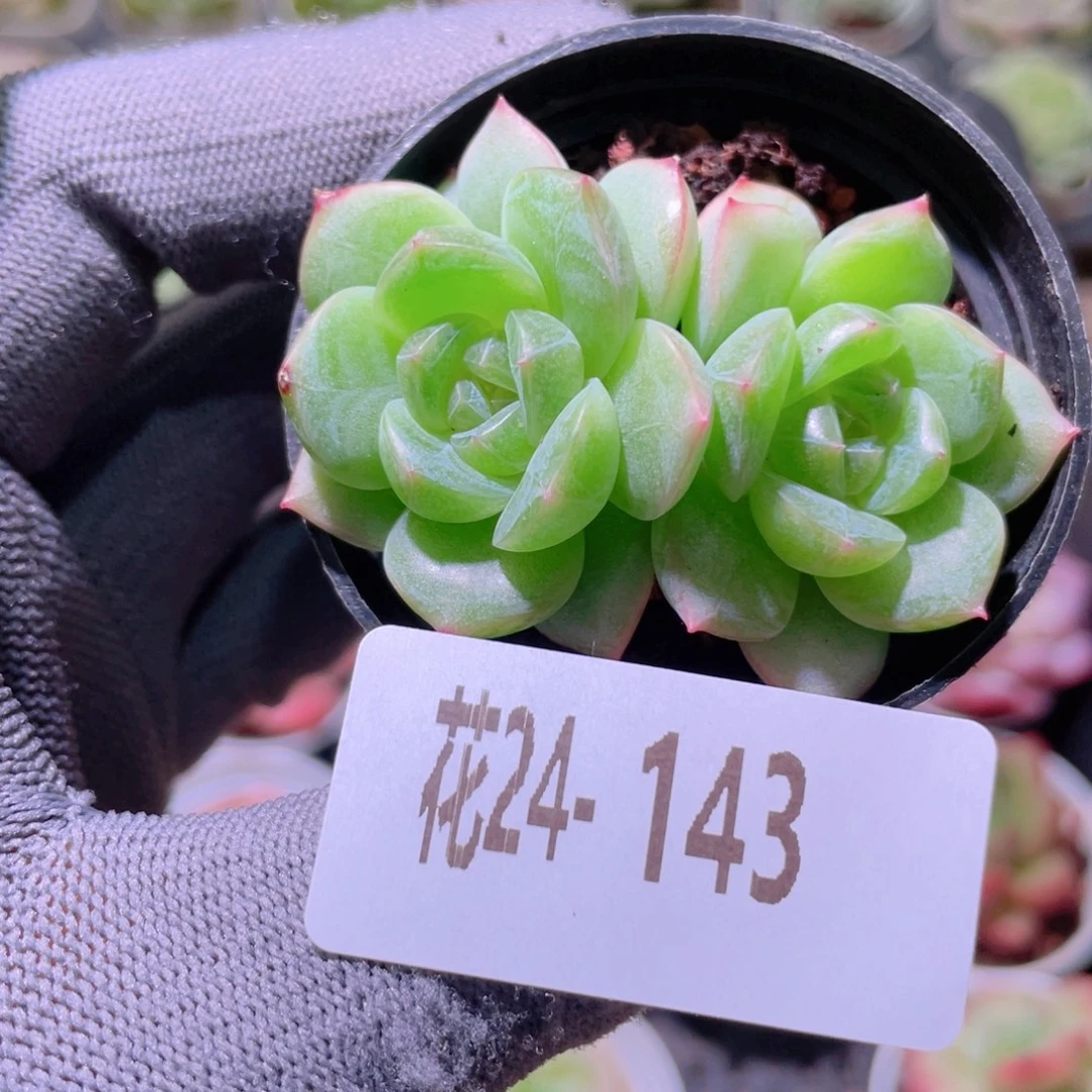花利美24-143新品珍妮