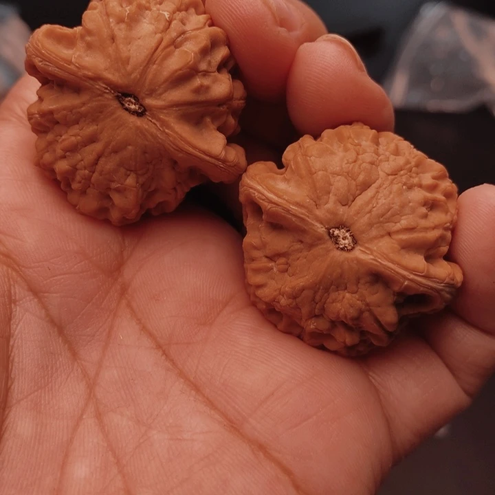 核桃小金鱼35尺核桃