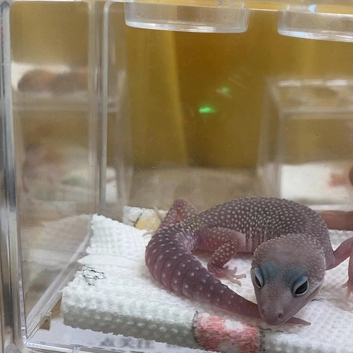 豹纹守宫豹纹手工豹纹守宫