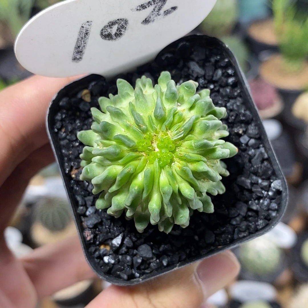精子球102号3.8cm