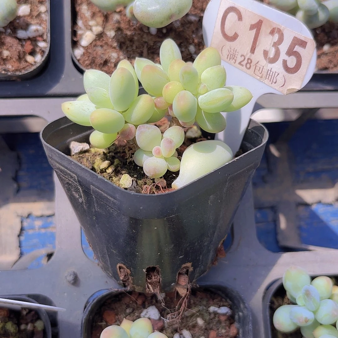 C135苹果奶一物一拍