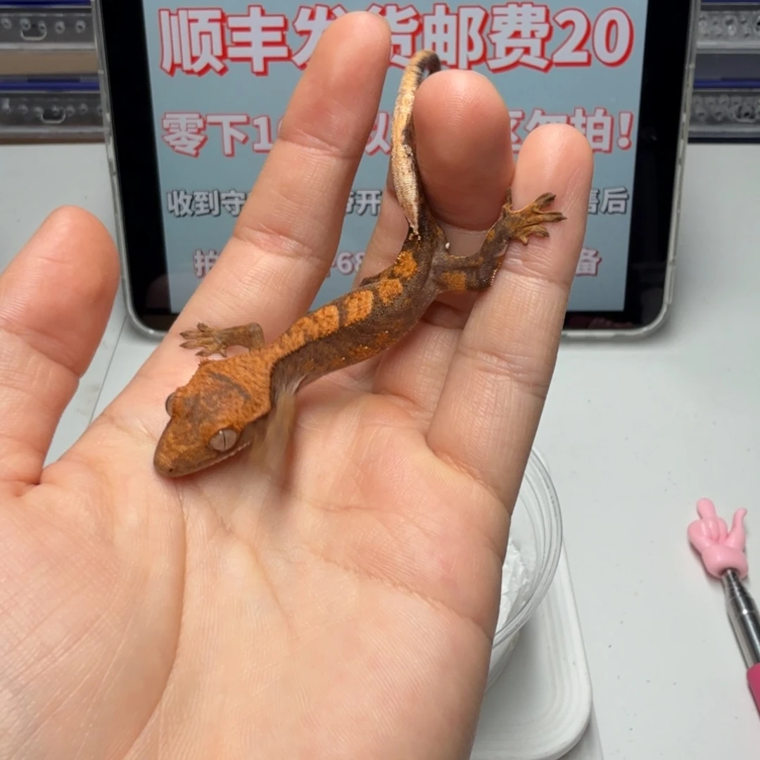 睫角守宫黑底小丑