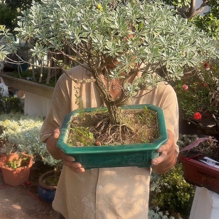 大***海无花朵带土球发货