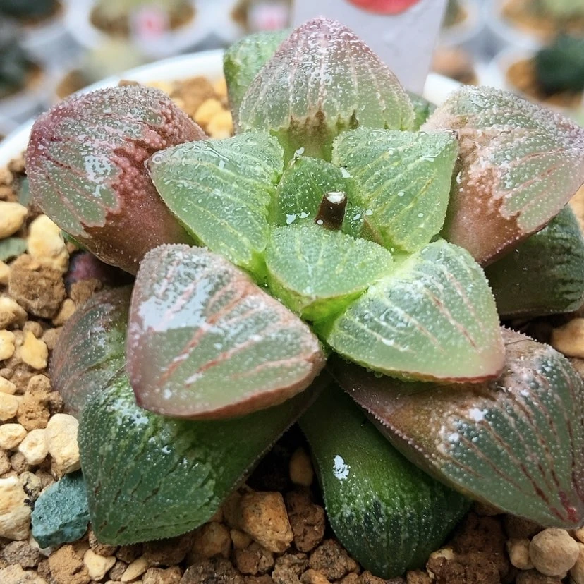 【闪购商品】董****魂红雷60