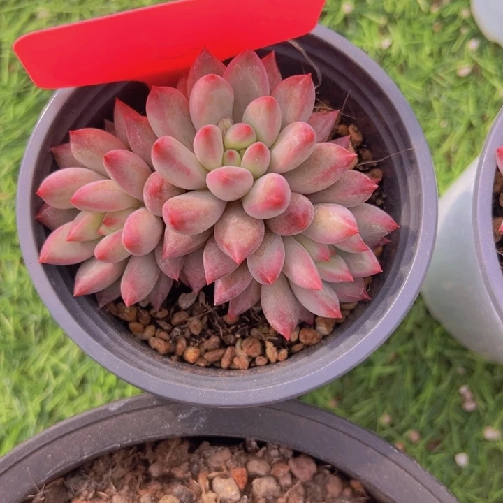 健健康康平平安安