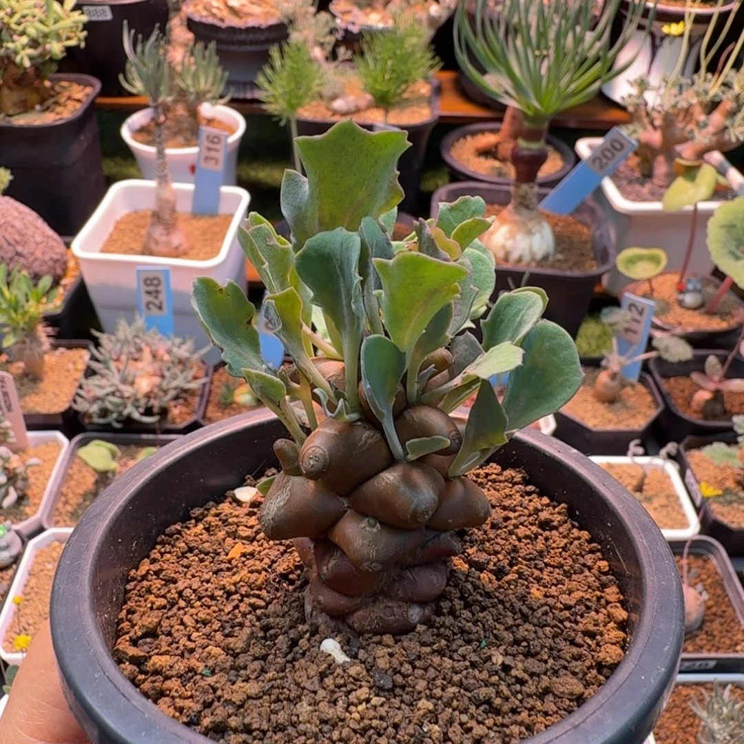 蛮鬼塔152 仙人球