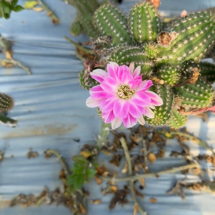 苗接矮胖白檀群生931