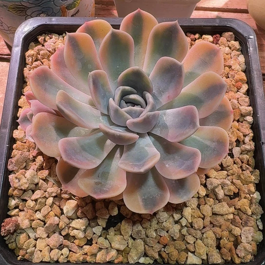 汉堡锦 带侧芽多肉