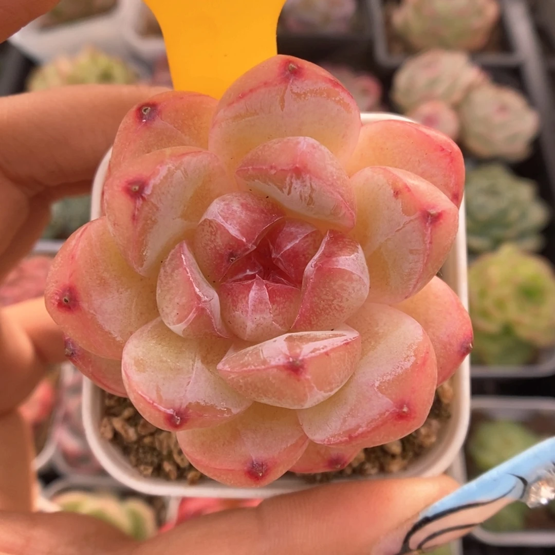 爱丽丝珍妮730号。