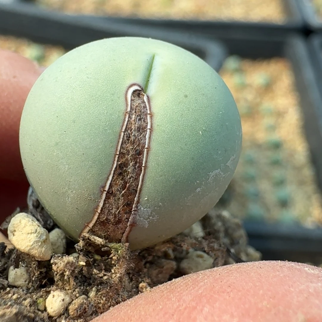 739一颗000000000000