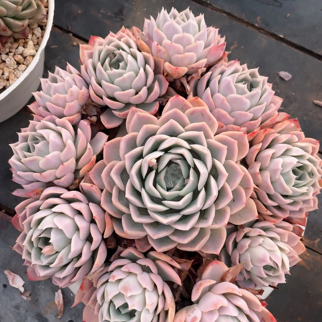 多肉植物一物一拍