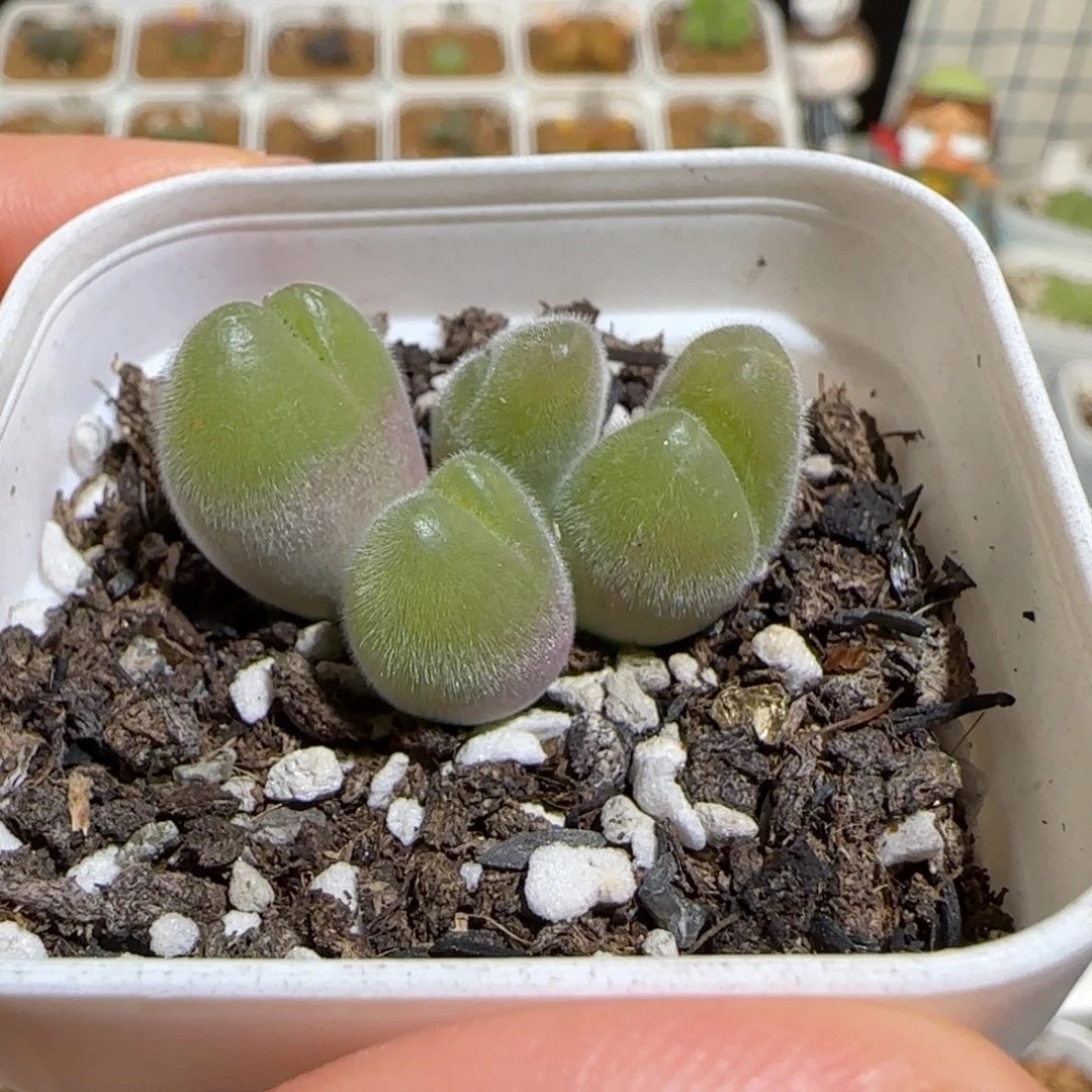 肉锥多肉植物组合-长毛翠滴1507