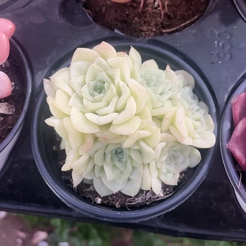 白天鹅15.8一盆88888