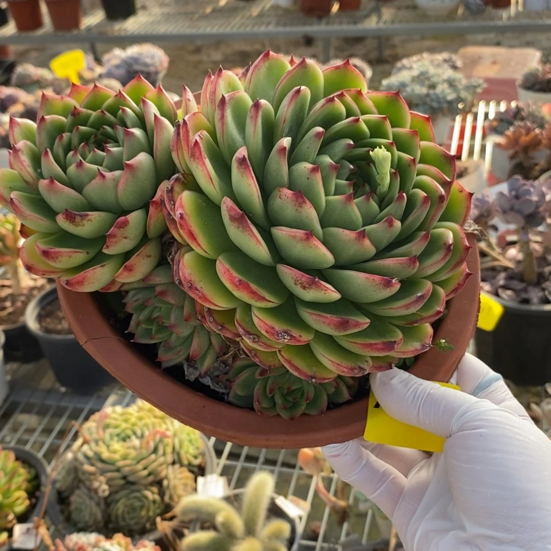 389月亮石一物一拍