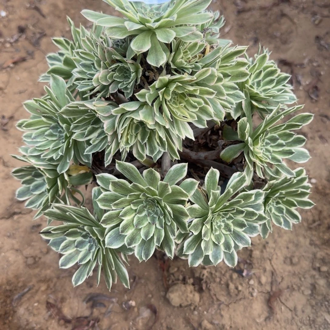 摇**手65号碧浪清棚不包损