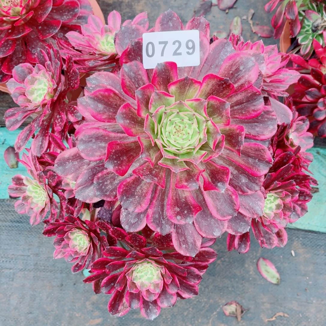 云彩多肉发货发货